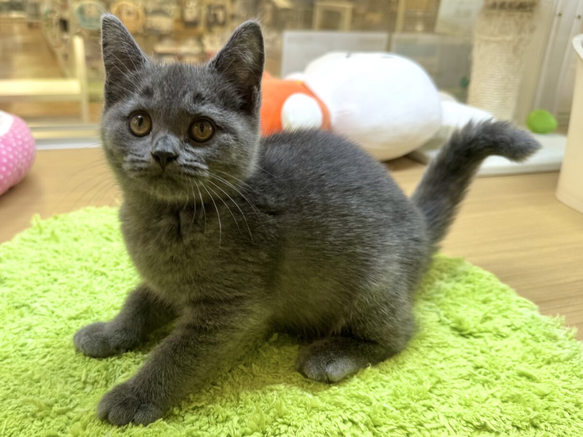 ブリティッシュショートヘア