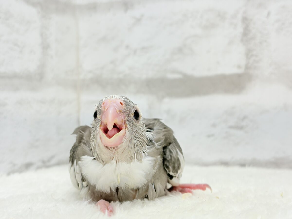 オカメインコ