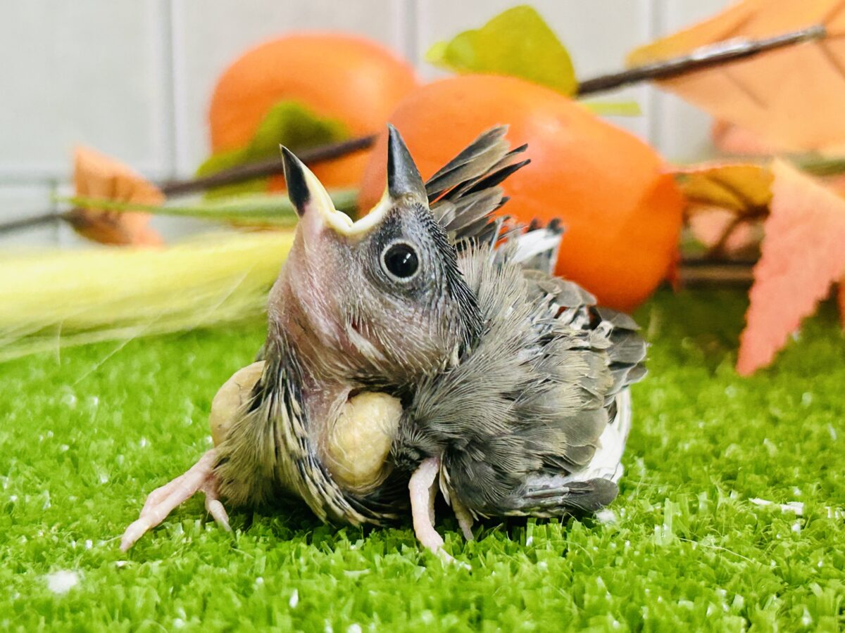 【最新画像更新☆☆】染めるぜ！漆黒リバーシ⚫️⚫️⚪️桜文鳥(2026年8月生まれ)