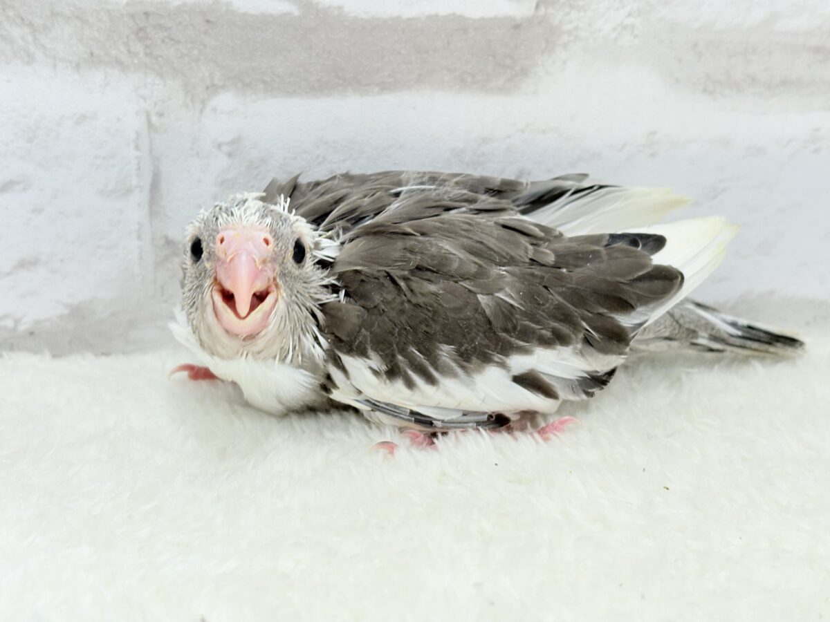 オカメインコ