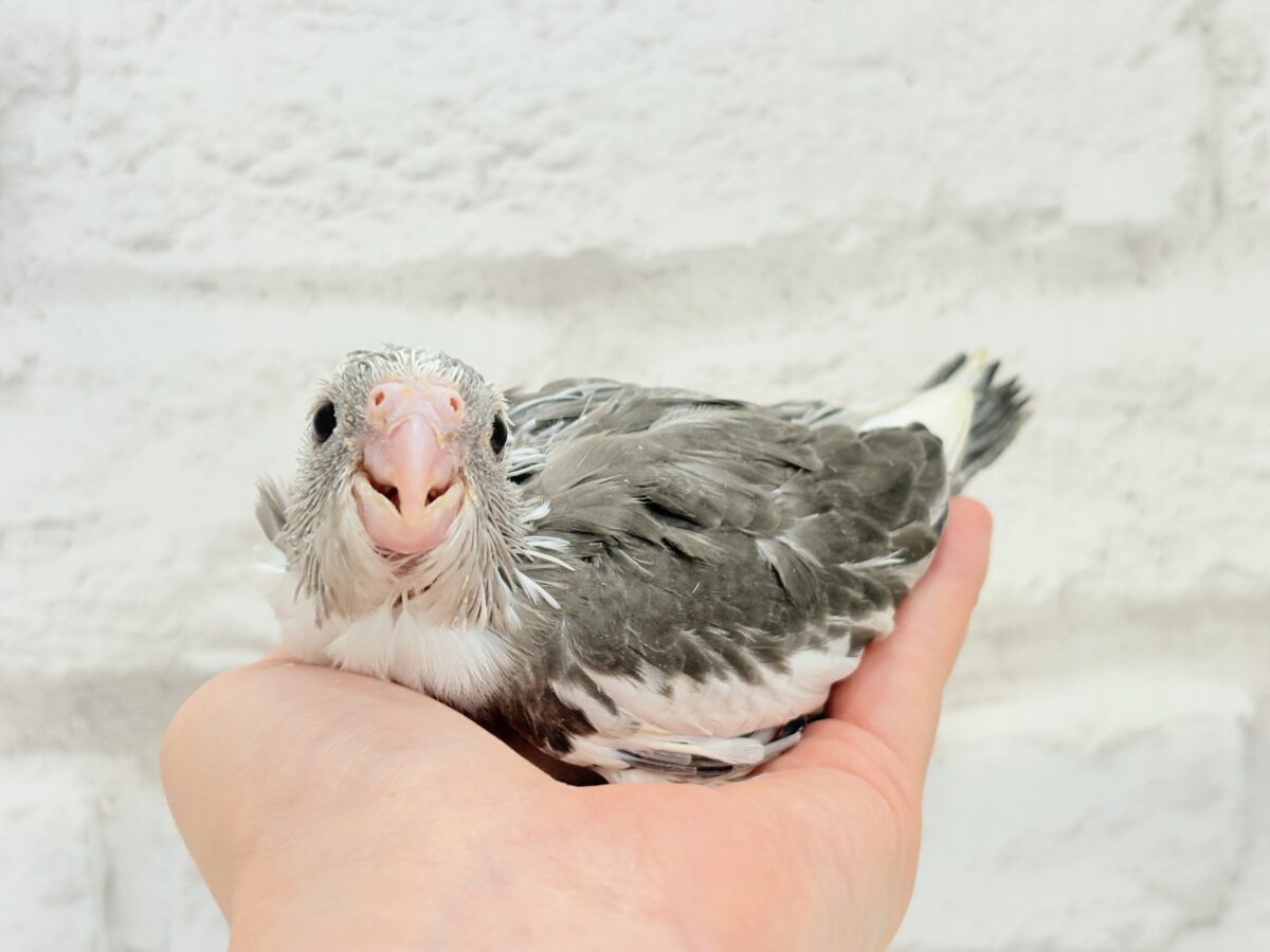 オカメインコ