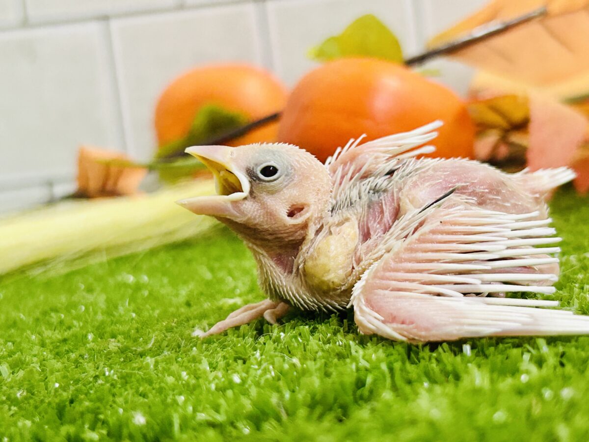 つるっとそうめんボディ(*´ω`) 白文鳥 白文鳥