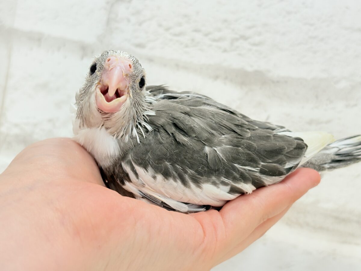 オカメインコ