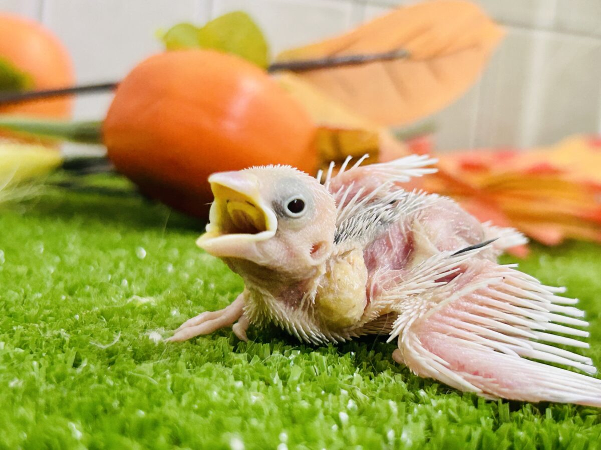 つるっとそうめんボディ(*´ω`) 白文鳥 白文鳥