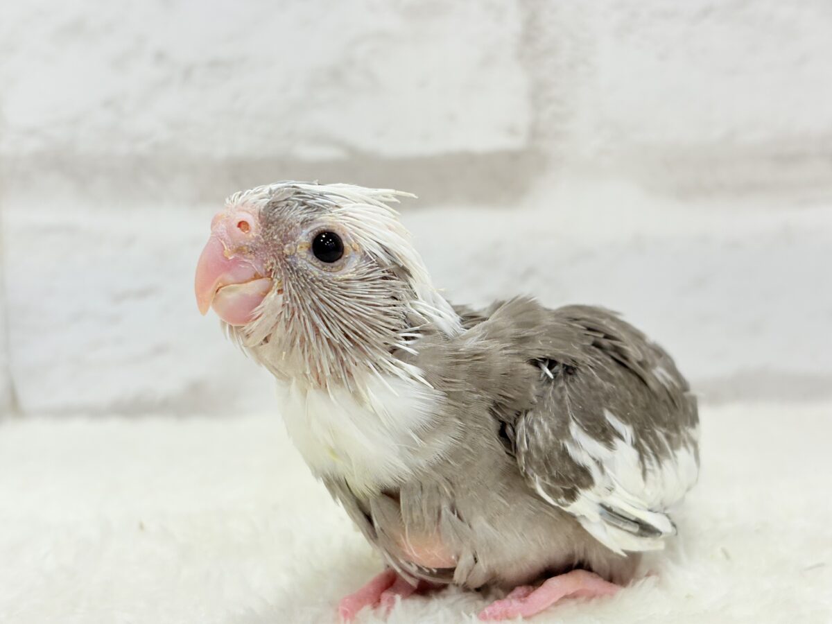 オカメインコ
