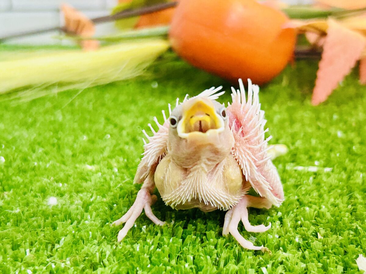 つるっとそうめんボディ(*´ω`) 白文鳥 白文鳥