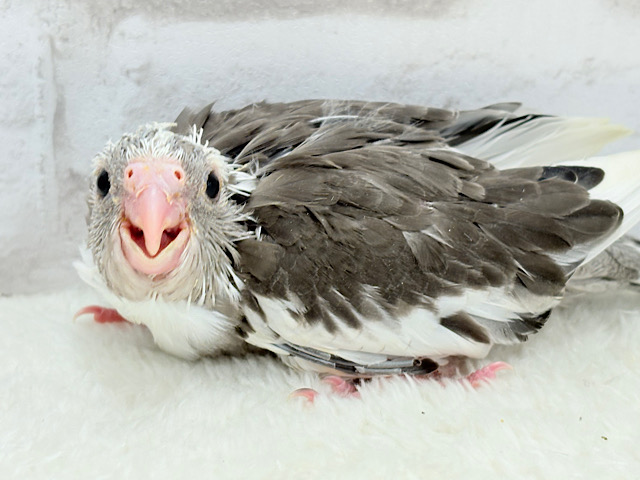 アイドルフェイスにメロメロだ〜🐣💖オカメインコ(WFパイド) ヒナ