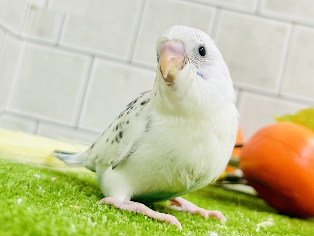 白米にパラっとごま塩ボディ♪　セキセイインコ