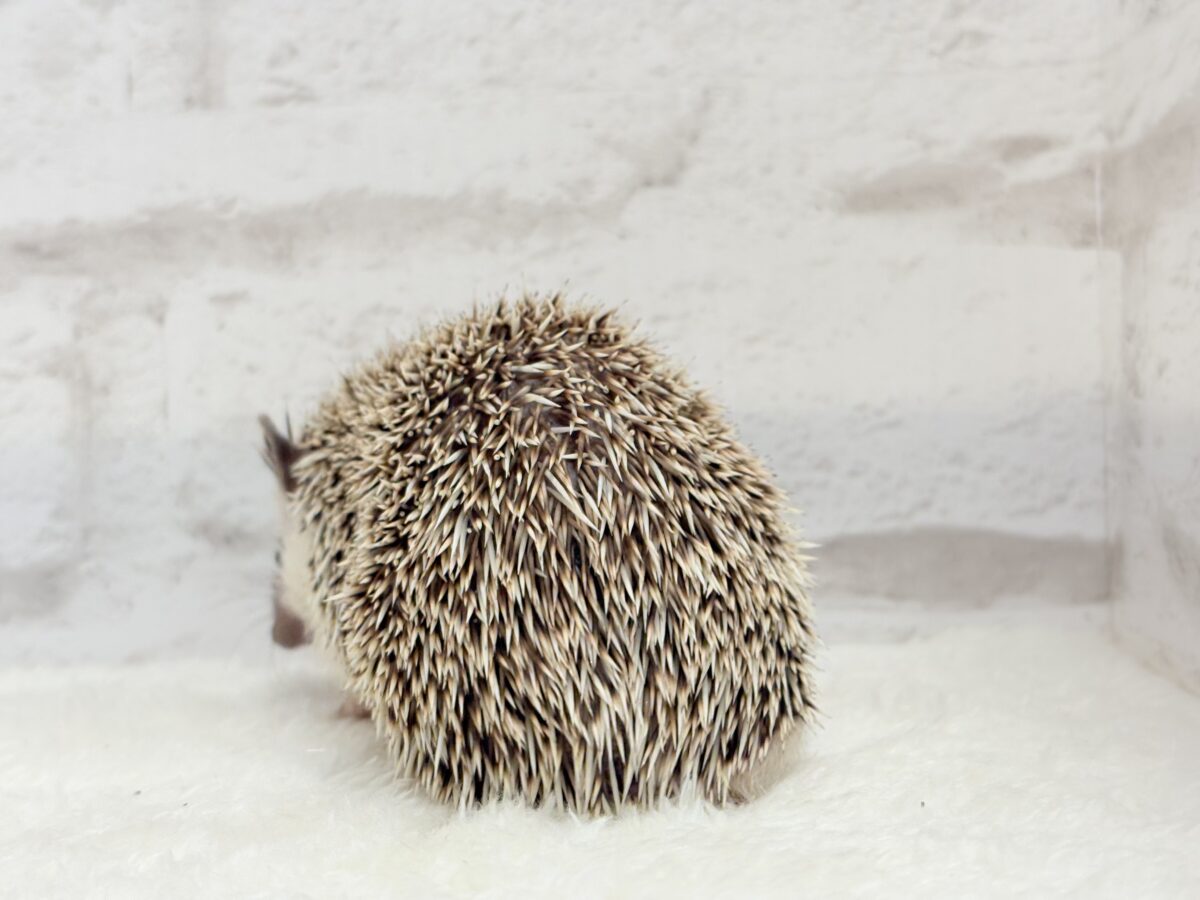 とっとこ歩きが可愛い子🦔🍃ハリネズミ(ノーマル) 男の子 ハリネズミ(ヨツユビハリネズミ)
