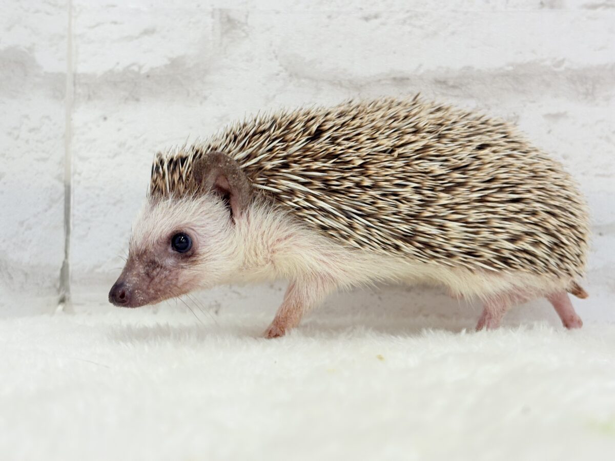 ハリネズミ（ヨツユビハリネズミ）