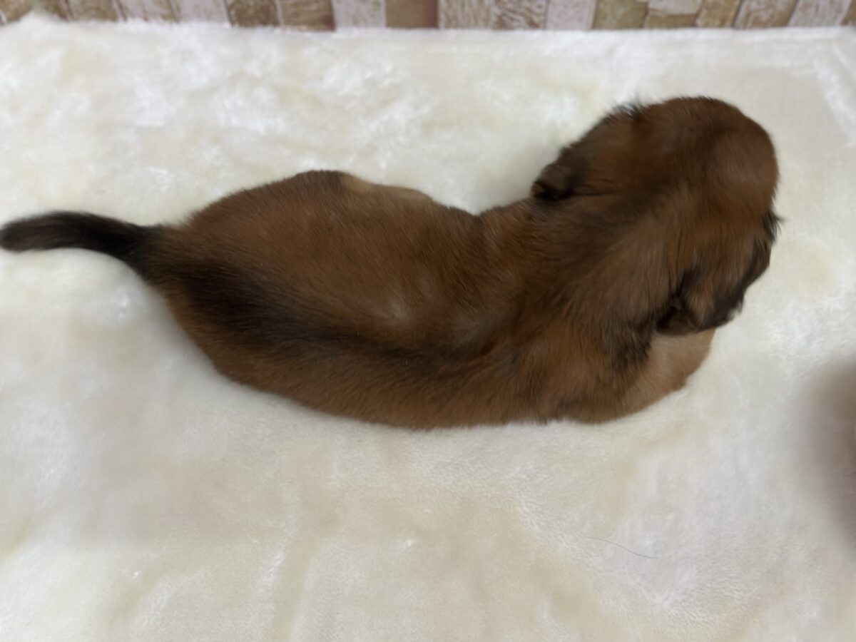ミニチュアダックス