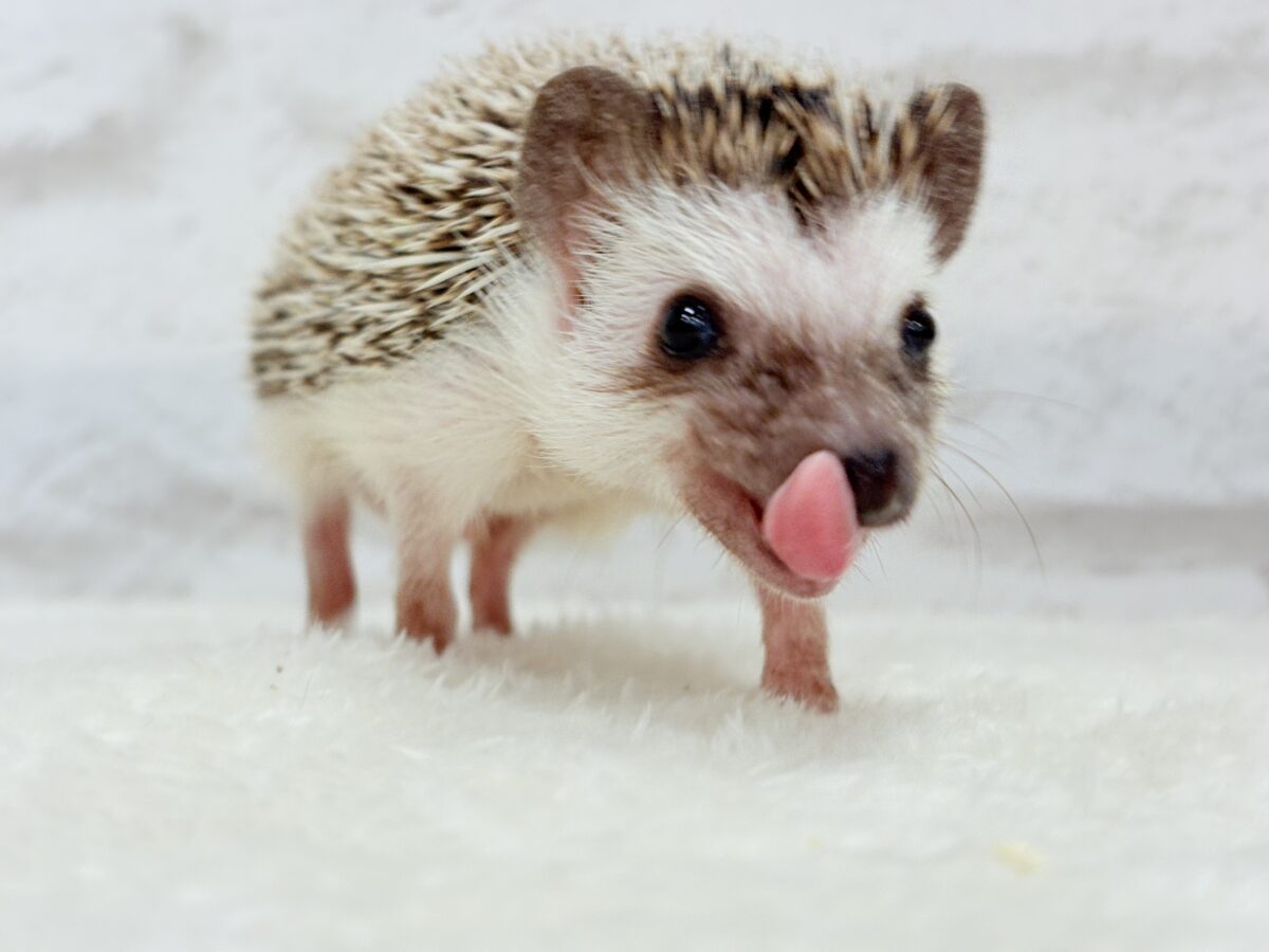 とっとこ歩きが可愛い子🦔🍃ハリネズミ(ノーマル) 男の子 ハリネズミ(ヨツユビハリネズミ)