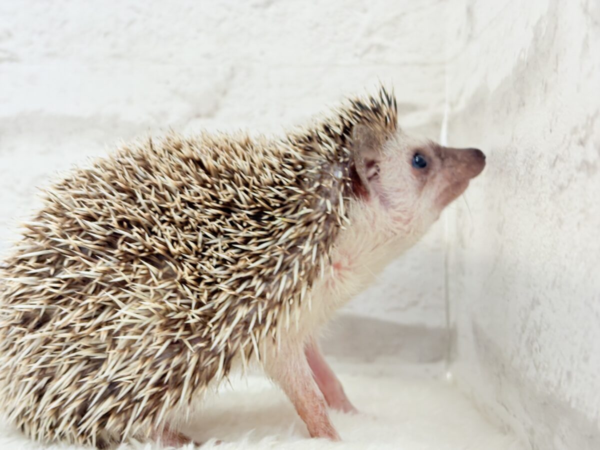 ハリネズミ（ヨツユビハリネズミ）