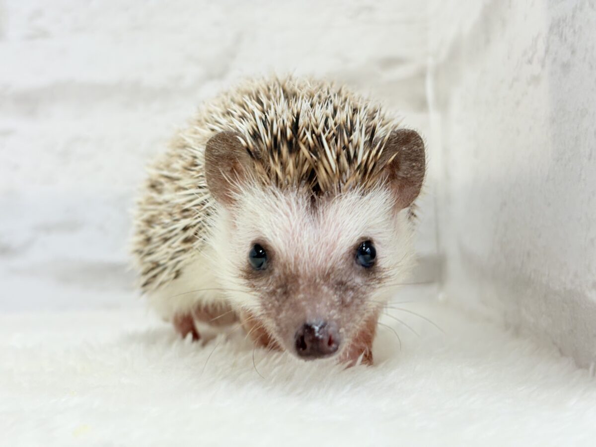 とっとこ歩きが可愛い子🦔🍃ハリネズミ(ノーマル) 男の子 ハリネズミ(ヨツユビハリネズミ)