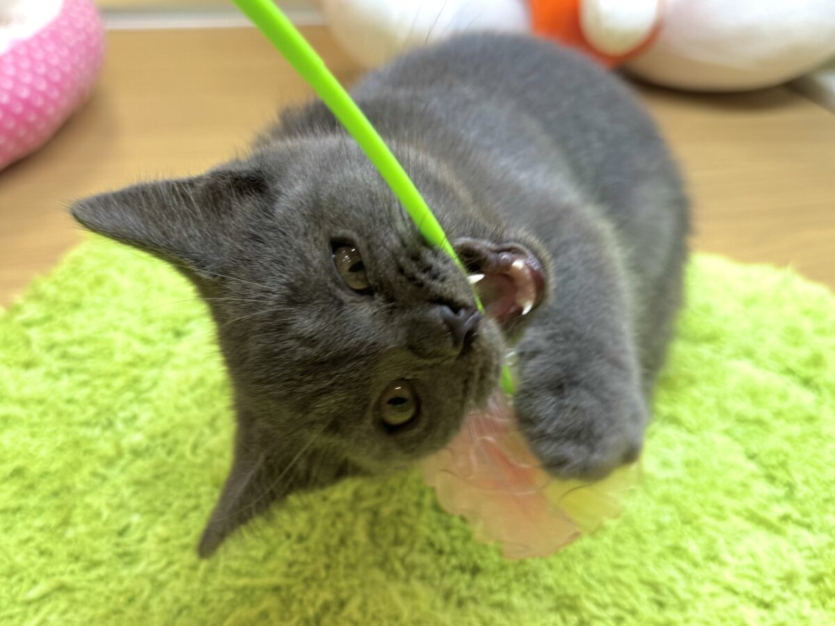 ブリティッシュショートヘア