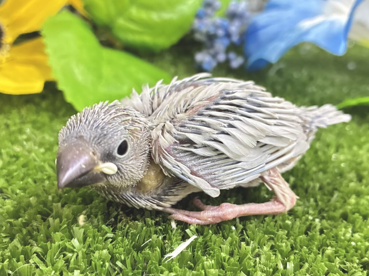 サシュッと滾るね❕白銀の剣⚔️⋆*シルバー文鳥(2026年8月生まれ) シルバー文鳥