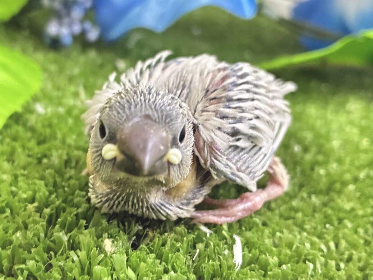 シルバー文鳥