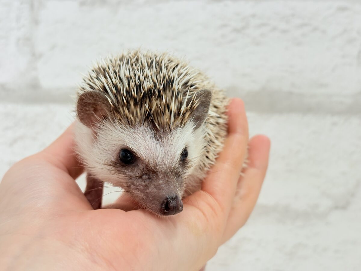 ハリネズミ（ヨツユビハリネズミ）