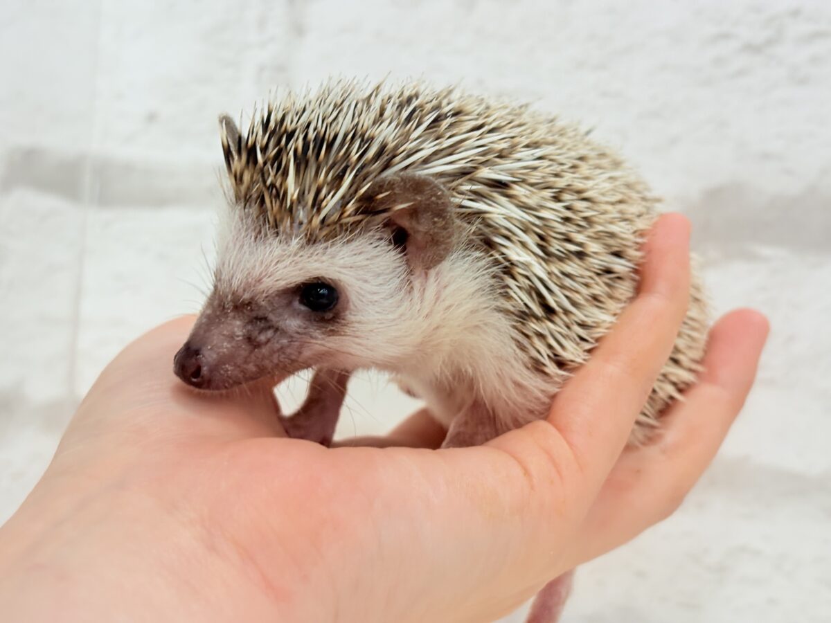 とっとこ歩きが可愛い子🦔🍃ハリネズミ(ノーマル) 男の子 ハリネズミ(ヨツユビハリネズミ)