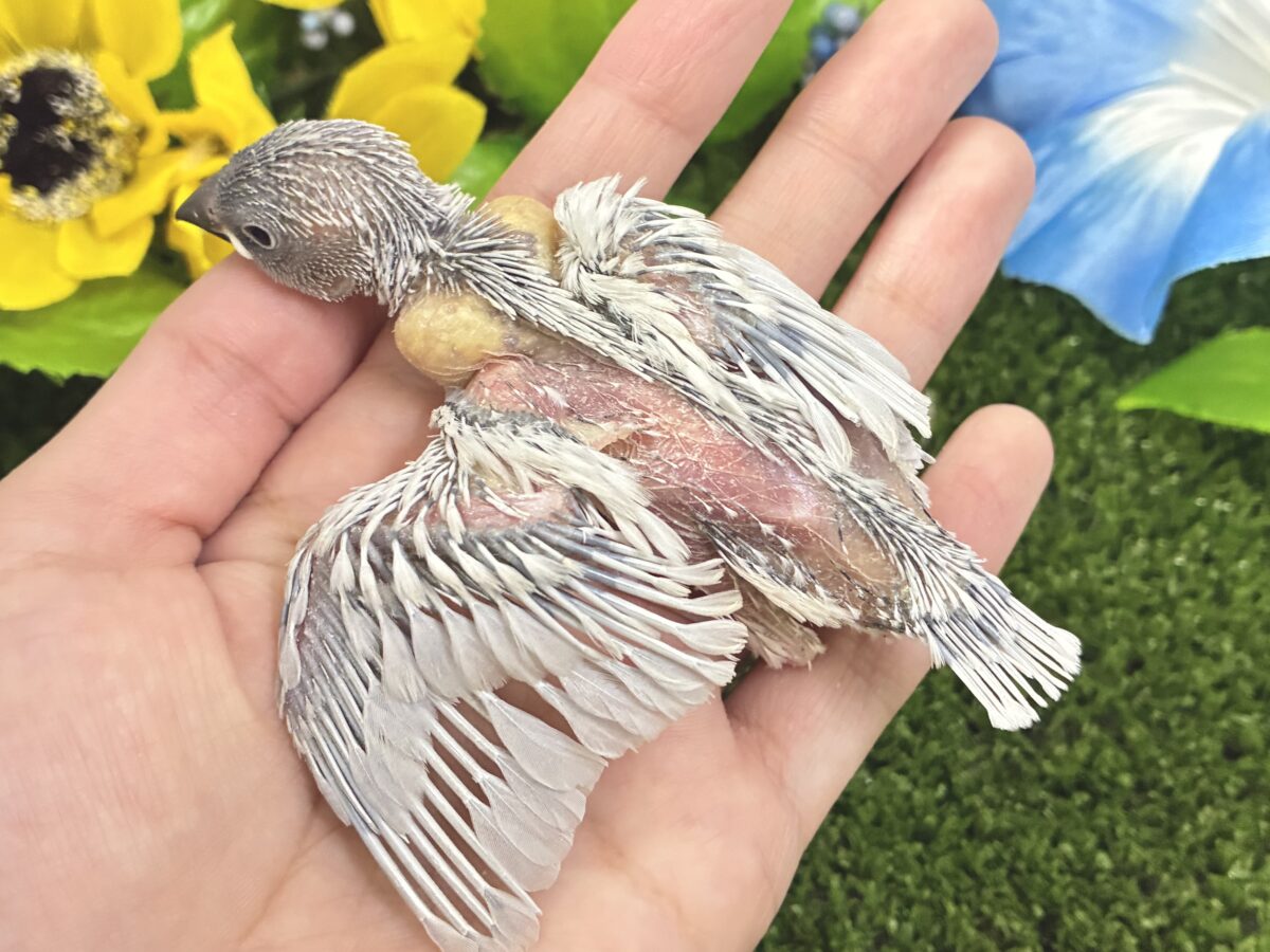 サシュッと滾るね❕白銀の剣⚔️⋆*シルバー文鳥(2026年8月生まれ) シルバー文鳥