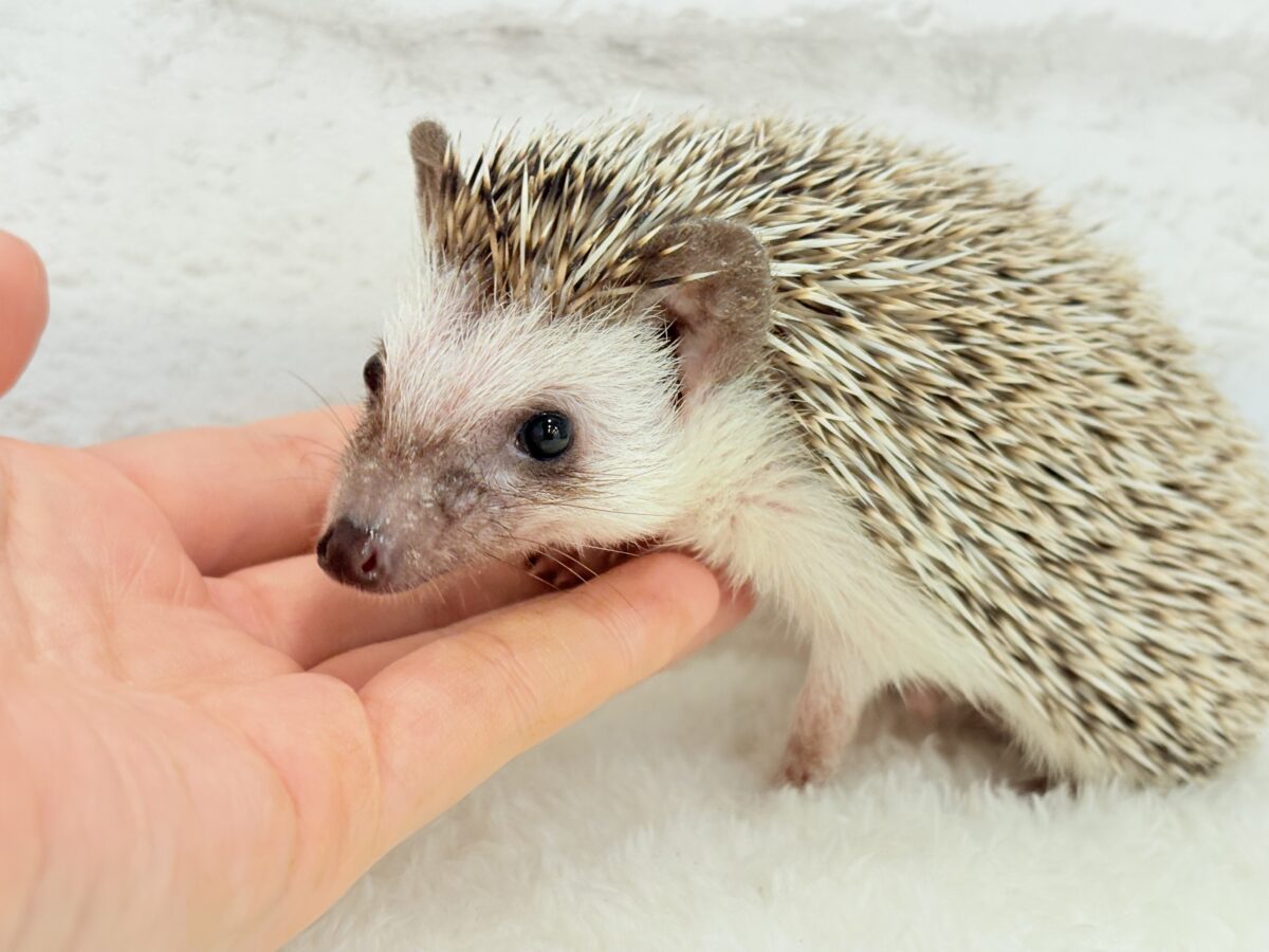 ハリネズミ（ヨツユビハリネズミ）