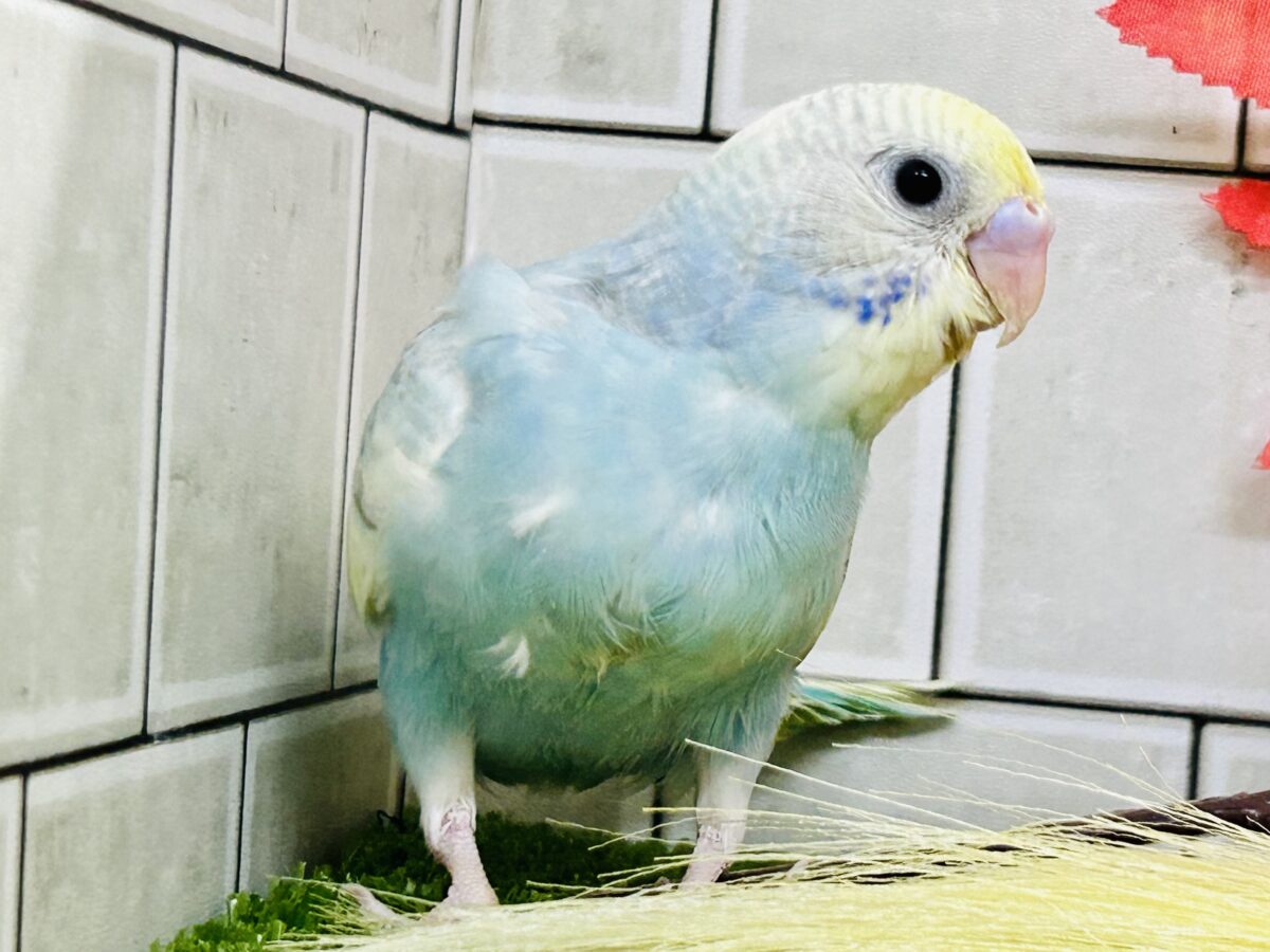 【最新画像更新☆☆】「ド派手にカラフルに」がモットーです！　セキセイインコ