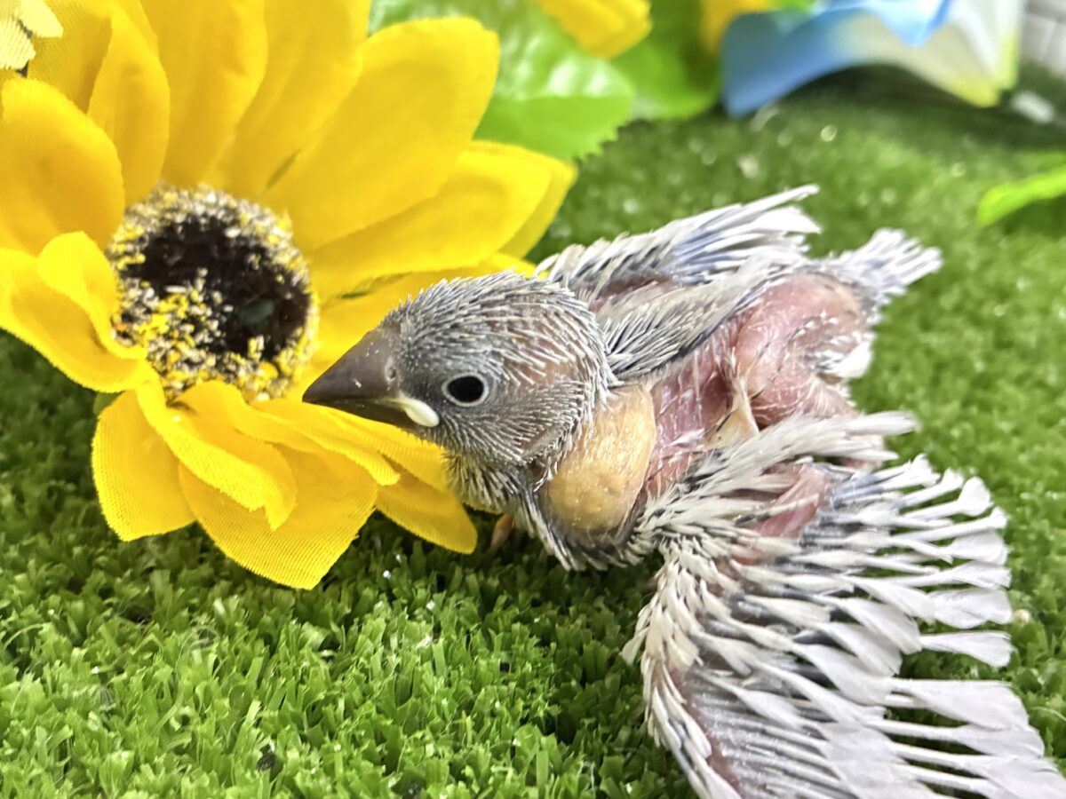 シルバー文鳥