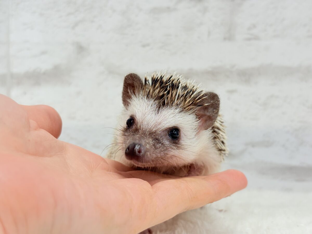とっとこ歩きが可愛い子🦔🍃ハリネズミ(ノーマル) 男の子 ハリネズミ(ヨツユビハリネズミ)
