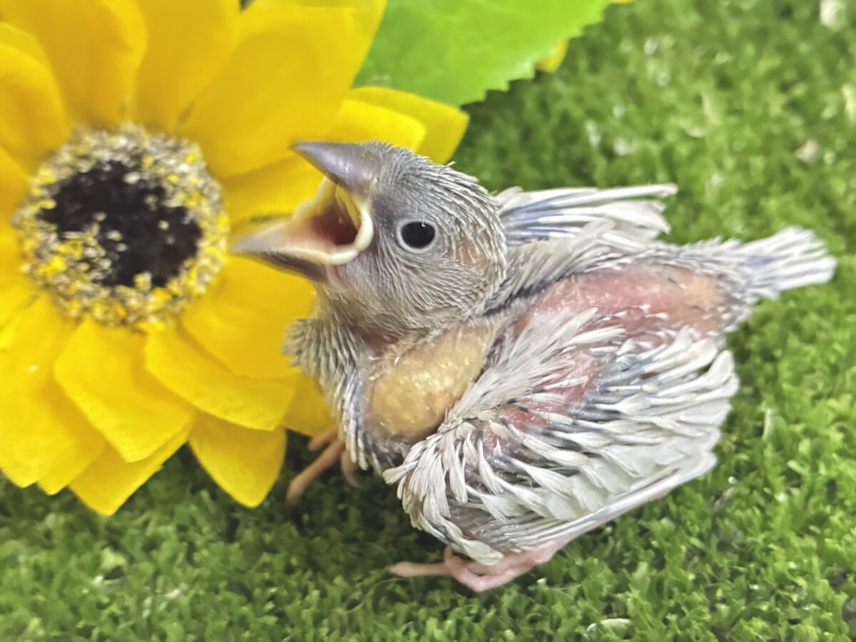 サシュッと滾るね❕白銀の剣⚔️⋆*シルバー文鳥(2026年8月生まれ)