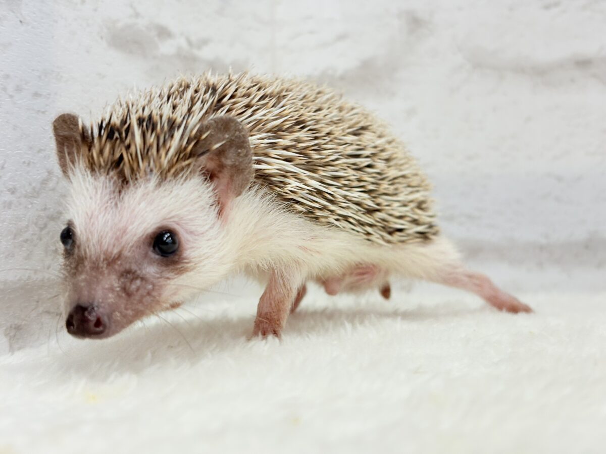 とっとこ歩きが可愛い子🦔🍃ハリネズミ(ノーマル) 男の子 ハリネズミ(ヨツユビハリネズミ)