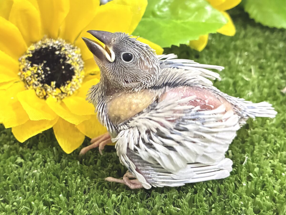 サシュッと滾るね❕白銀の剣⚔️⋆*シルバー文鳥(2026年8月生まれ) シルバー文鳥