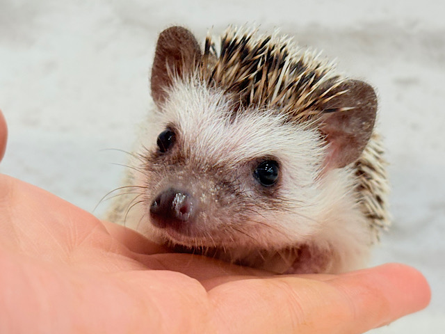 とっとこ歩きが可愛い子🦔🍃ハリネズミ(ノーマル) 男の子 とっとこ歩きが可愛い子🦔🍃ハリネズミ(ノーマル) 男の子