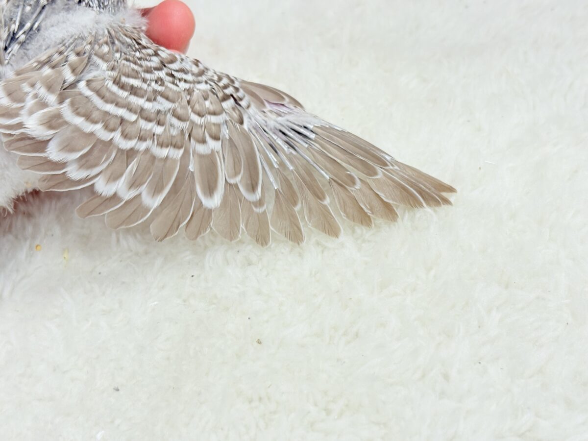 ジャンボセキセイインコ