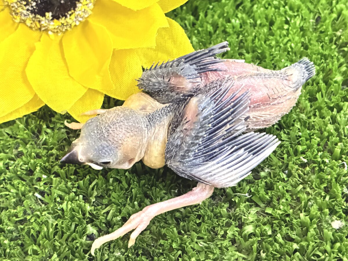 桜文鳥