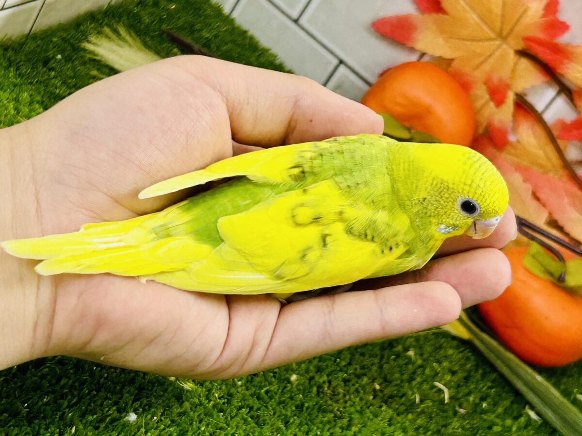 セキセイインコ