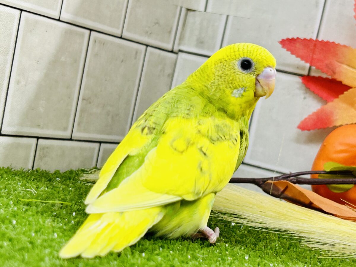 セキセイインコ
