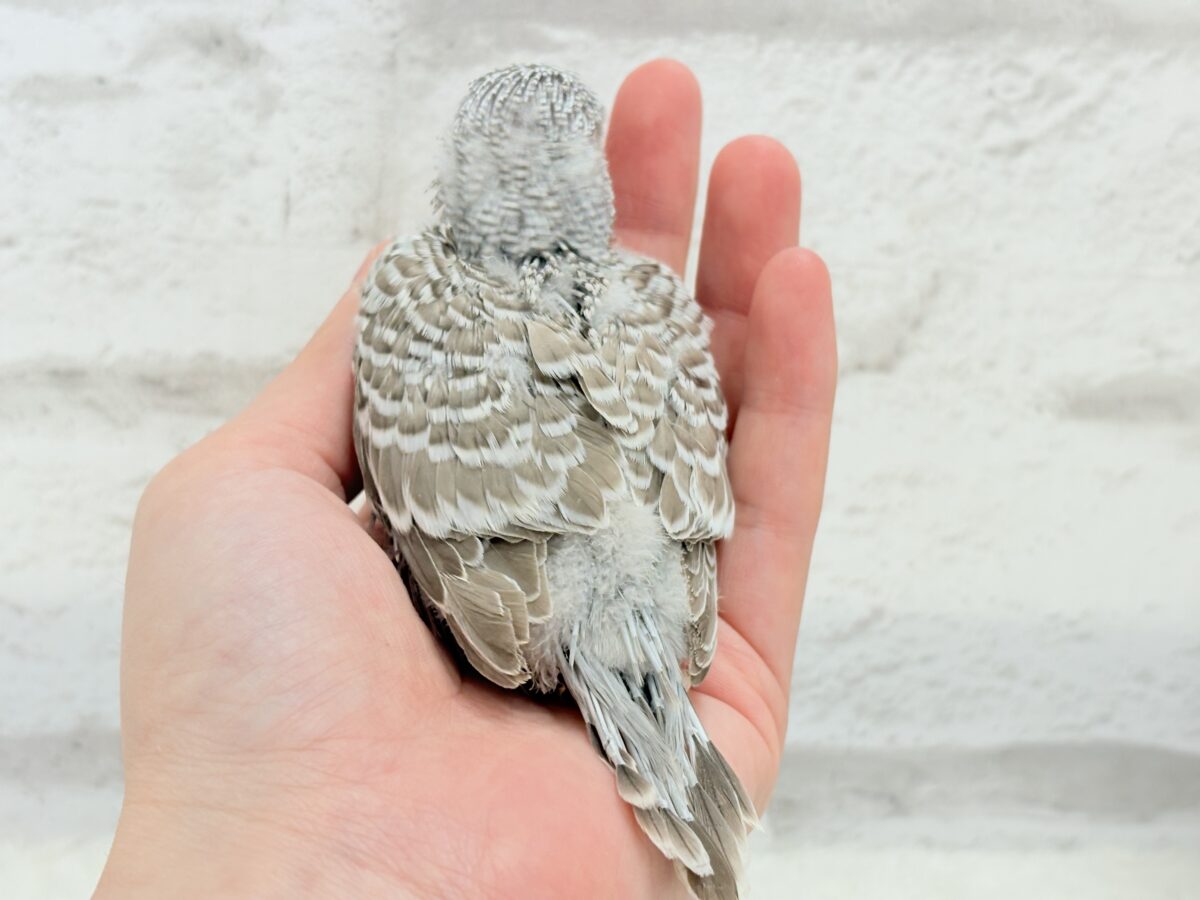 ジャンボセキセイインコ