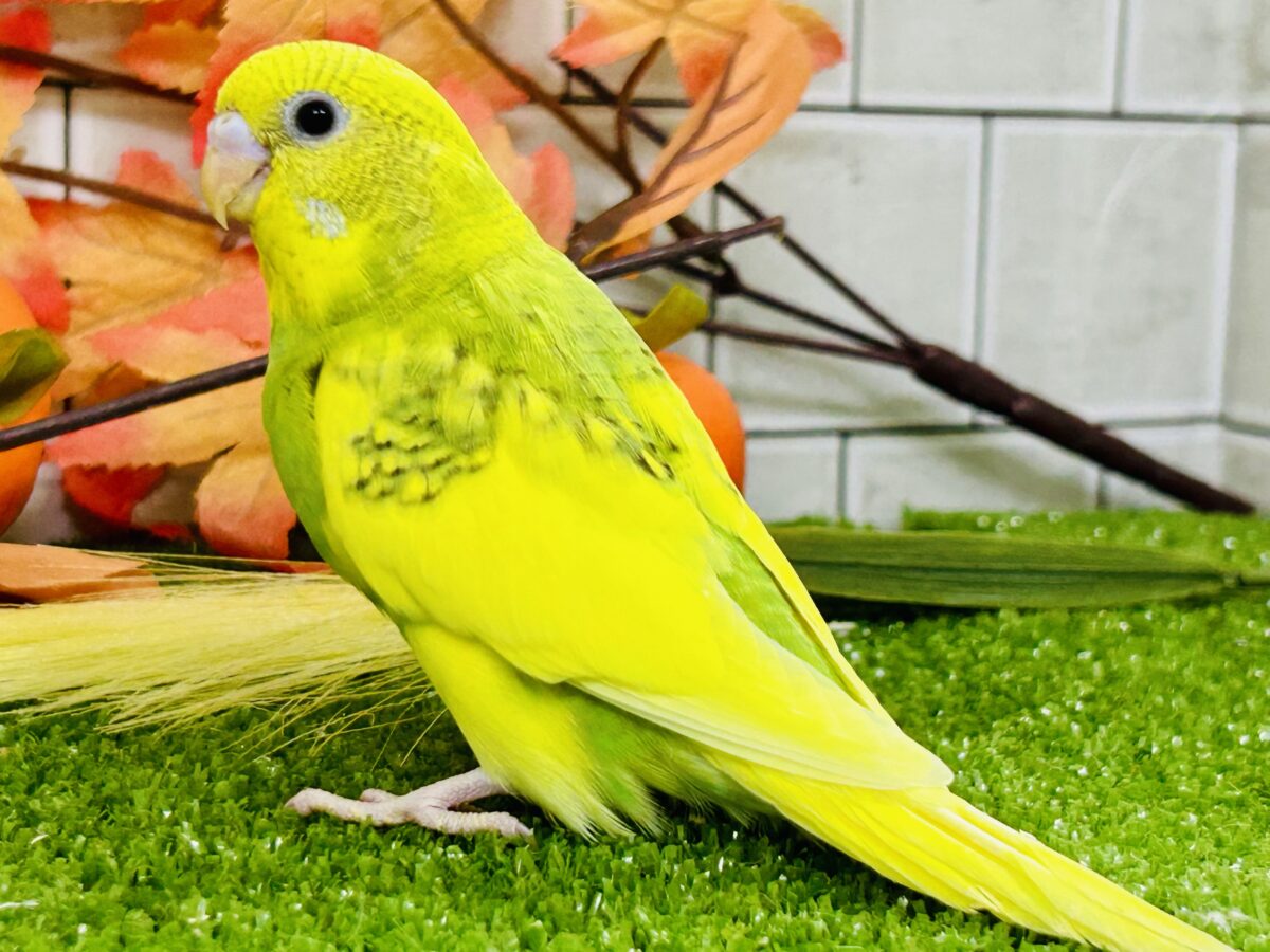 セキセイインコ