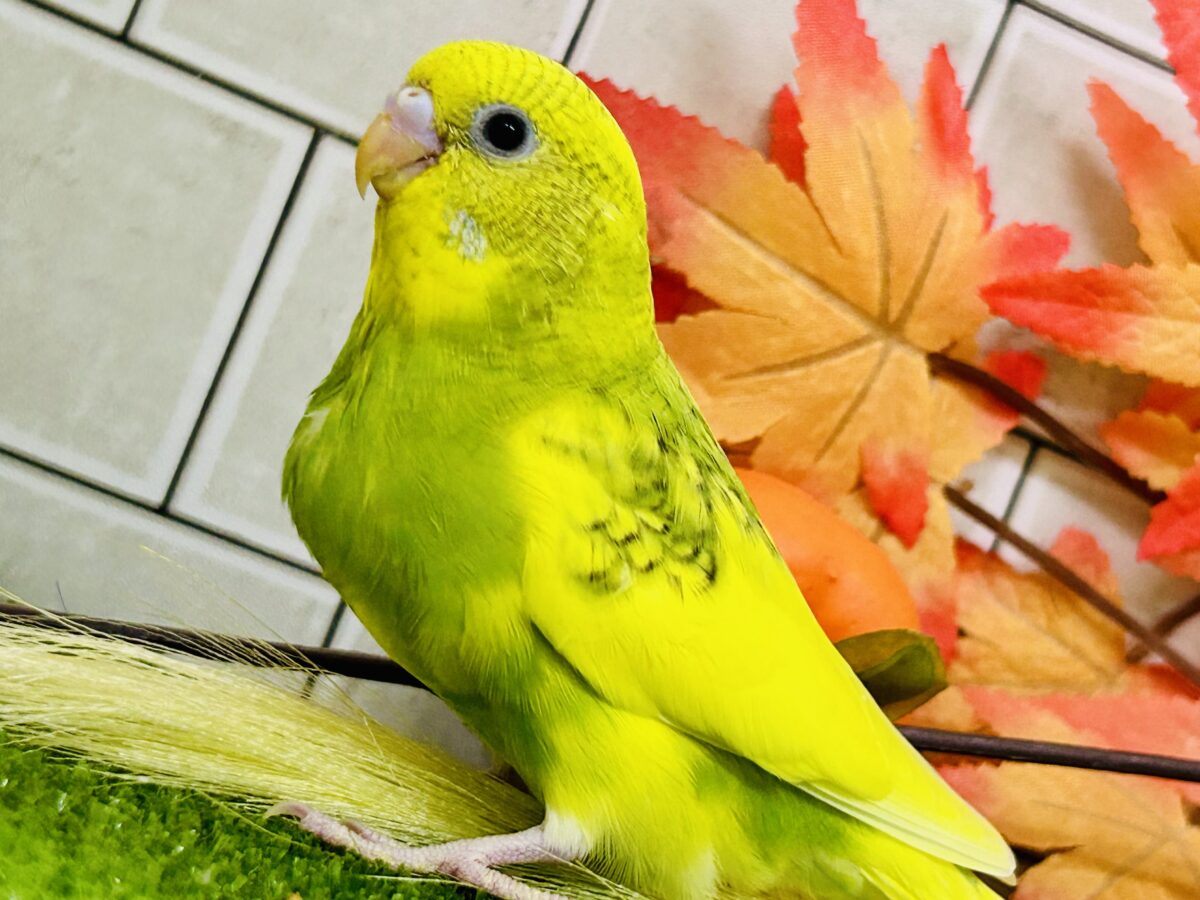 【最新画像更新☆☆】個性的な模様でみんなを魅了するのサ💗　セキセイインコ