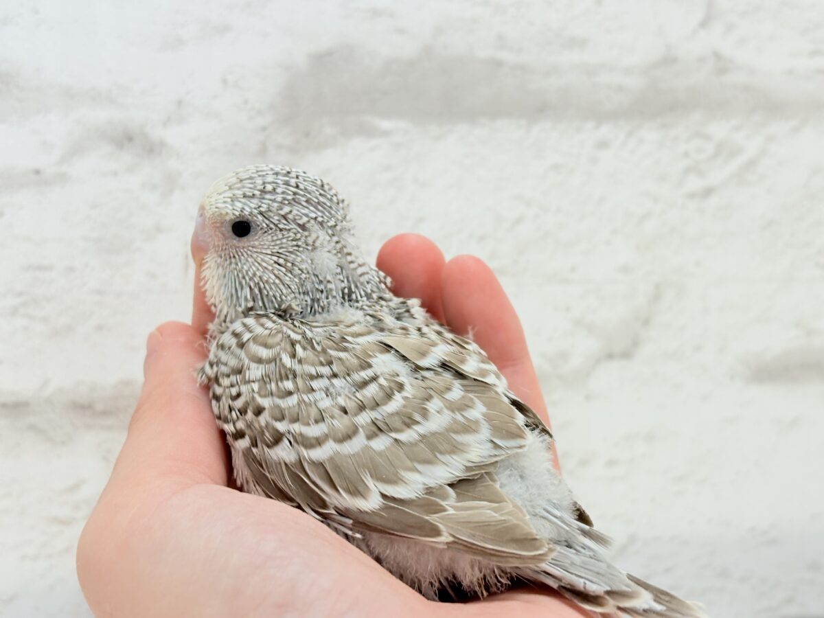 ジャンボセキセイインコ