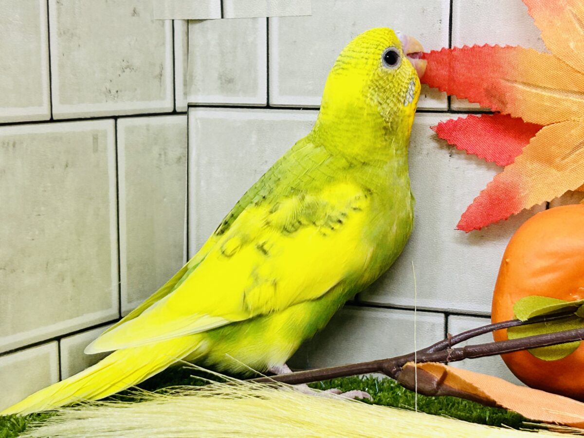 セキセイインコ