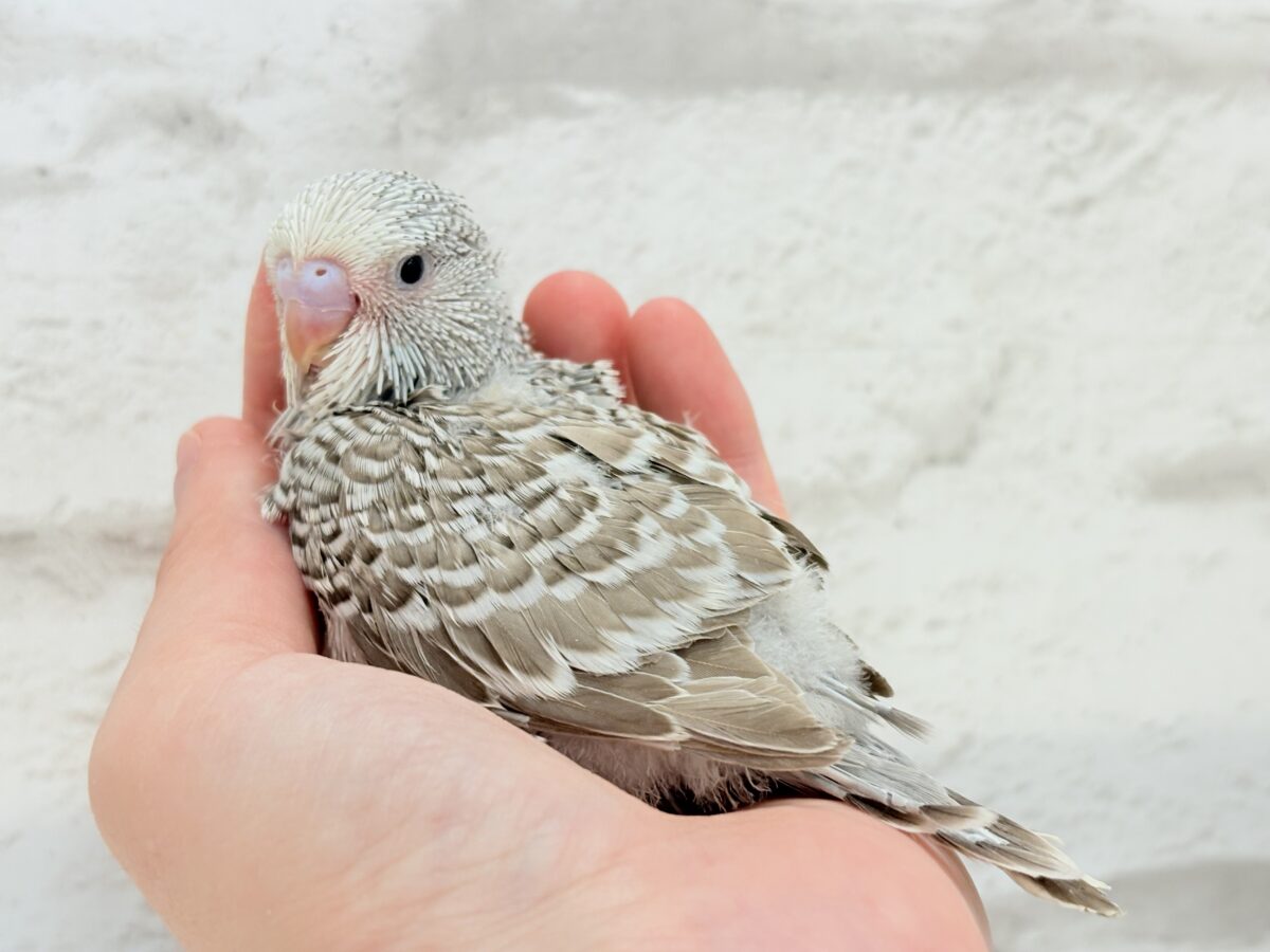ジャンボセキセイインコ