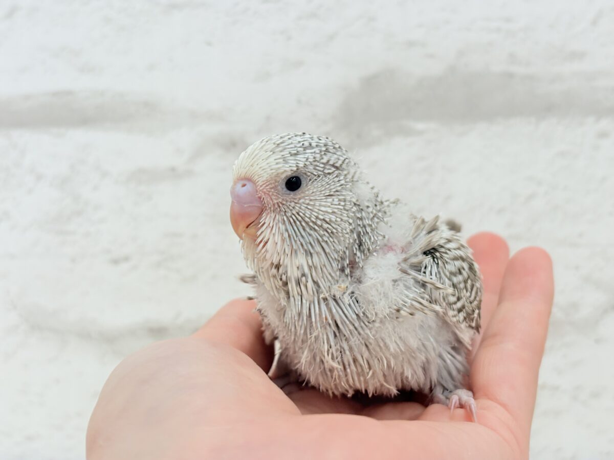 ジャンボセキセイインコ