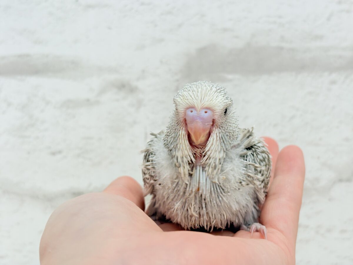 ジャンボセキセイインコ