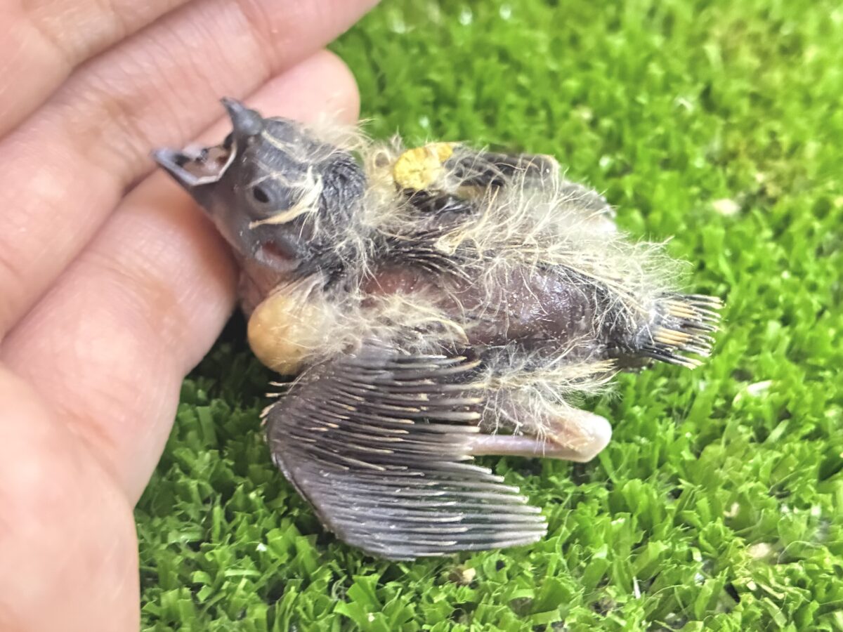 錦花鳥（キンカチョウ）
