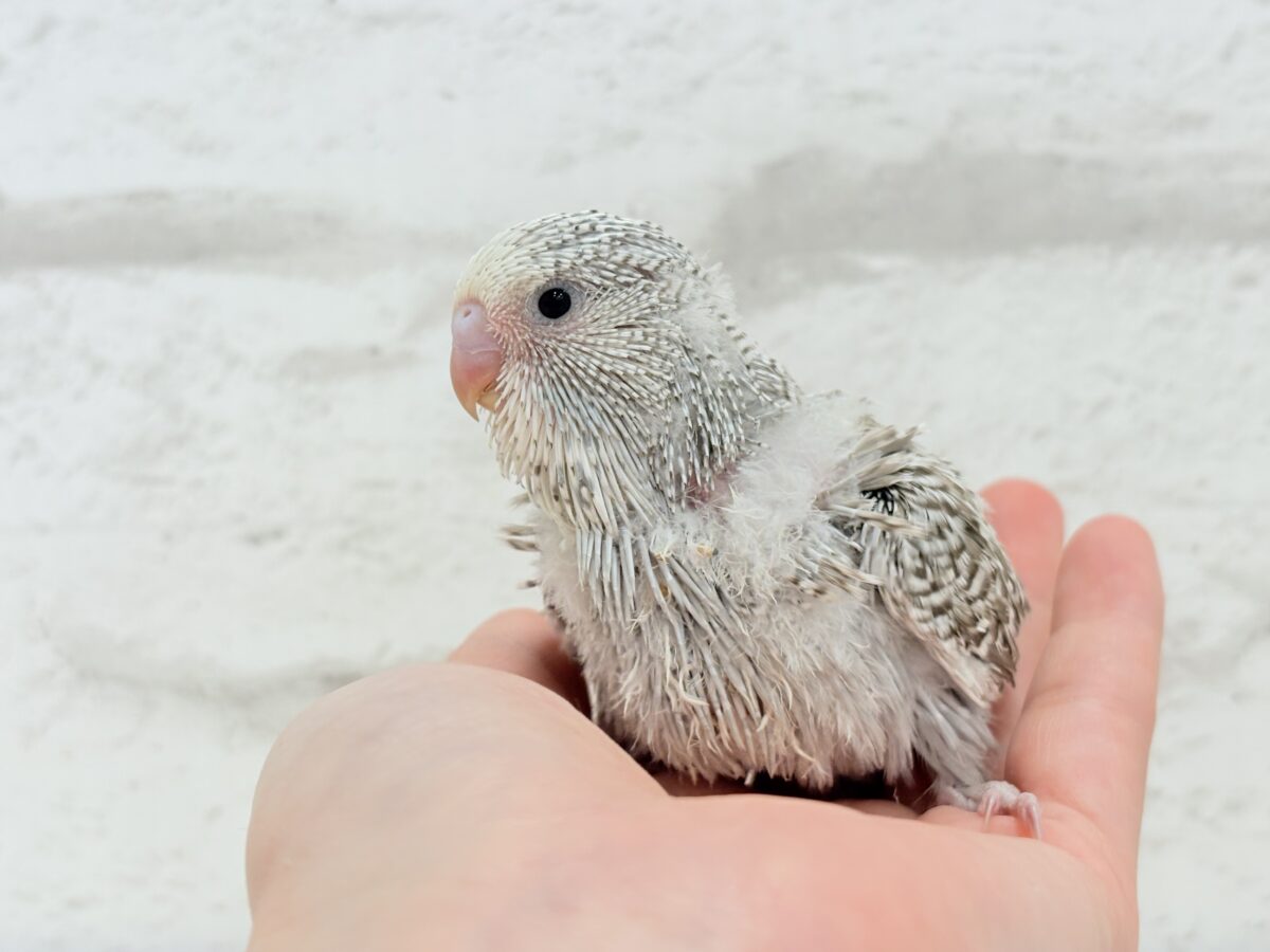 ジャンボセキセイインコ