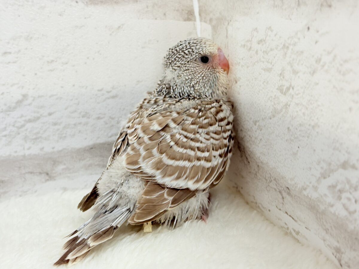 ジャンボセキセイインコ