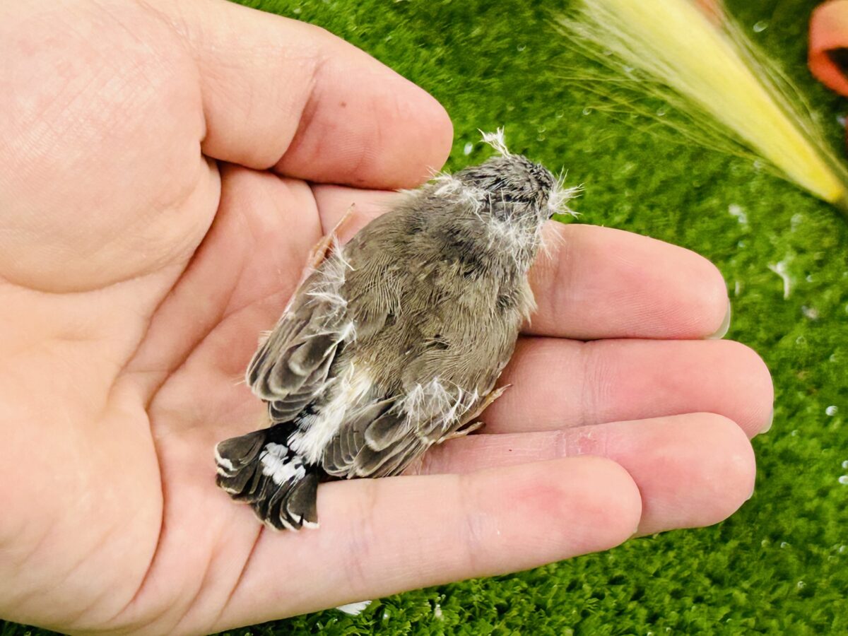 錦花鳥（キンカチョウ）