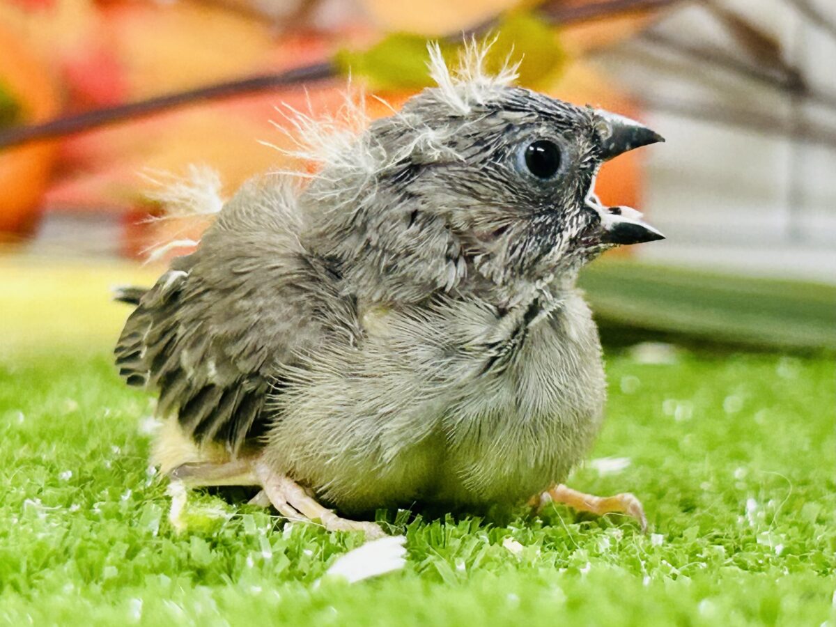 錦花鳥（キンカチョウ）