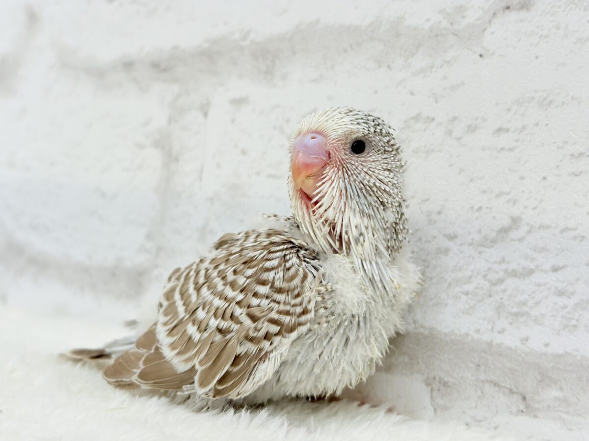 ジャンボセキセイインコ